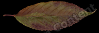 decal leaf 0008